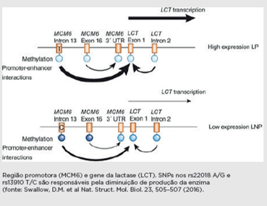INTOLERÂNCIA À LACTOSE - DB Molecular
