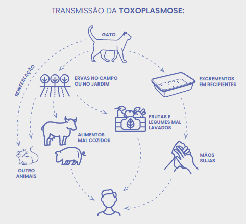 DB EXPRESS: TOXOPLASMA GONDII